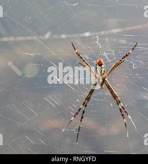 Croix de Saint-André dans un ​Web araignée au Howard Springs Nature Park dans le Territoire du Nord de l'Australie Banque D'Images
