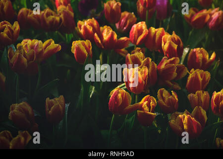 Belles tulipes fleur rouge et orange dans le jardin, ton sombre concept background Banque D'Images