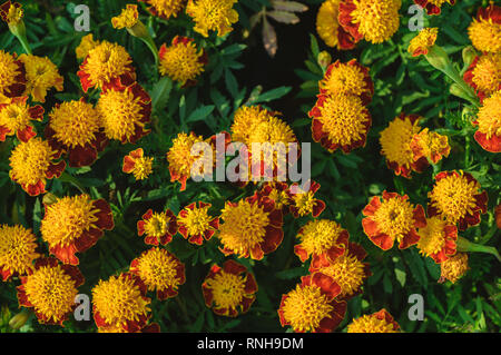 Oeillet d'Inde Tagetes patula hybride en fleur, bouquet de fleurs jaune orange, vue du dessus et petit arbuste Banque D'Images