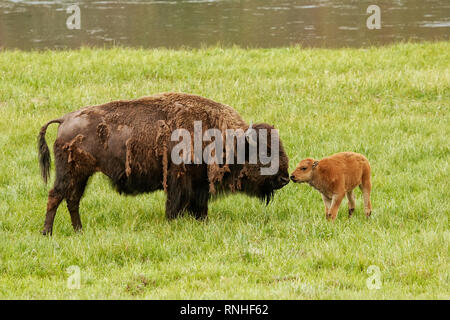 Bison femelle avec un veau debout dans un champ vert, le Parc National de Yellowstone, Wyoming, USA Banque D'Images