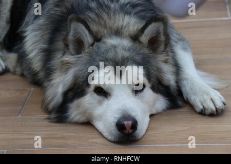Portrait d'un chien malamute d'Alaska Banque D'Images