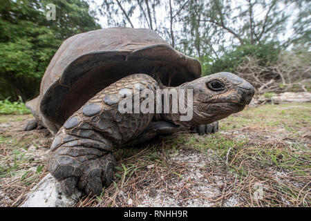 Tortue géante d'Aldabra (Aldabrachelys gigantea), Seychelles, Aldabra Banque D'Images