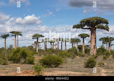 Forêt de baobabs du Grandidier, Madagascar (Adansonia grandidieri) Banque D'Images