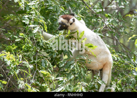 Le propithèque de verreaux (Propithecus verreauxi) Banque D'Images