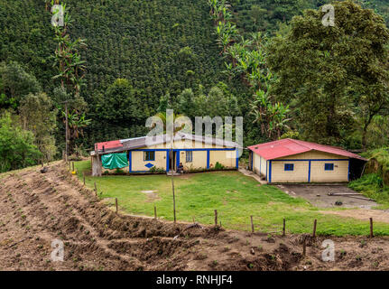 Plantation, Coffea, Salento Quindio Département, Colombie Banque D'Images