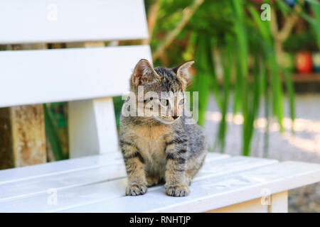 Close up chaton beau gris Banque D'Images