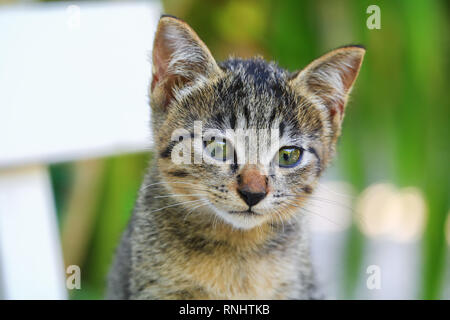 Close up chaton beau gris Banque D'Images