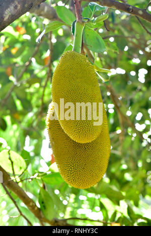 Jack Fruit Banque D'Images