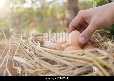 Farmer holding un oeuf brun et brun oeufs dans un nid de poule en bois de ferme, de droit avec l'exemplaire de l'espace. Banque D'Images