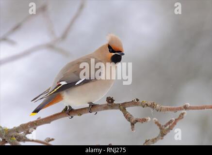 Jaseur boréal posant sur apple tree branch en hiver Banque D'Images