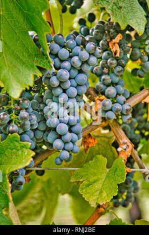 Cabernet Sauvignon qui poussent sur la vigne Banque D'Images