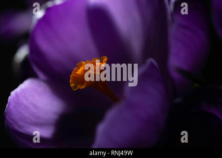 Close up de fleur de crocus mauve Banque D'Images