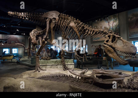 Squelette de Tyrannosaurus rex dans l'affichage. Le Field Museum de Chicago, Illinois, USA. Banque D'Images