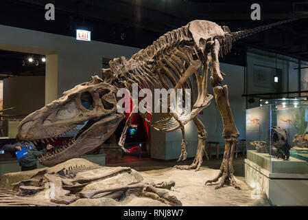 Squelette de Tyrannosaurus rex dans l'affichage. Le Field Museum de Chicago, Illinois, USA. Banque D'Images