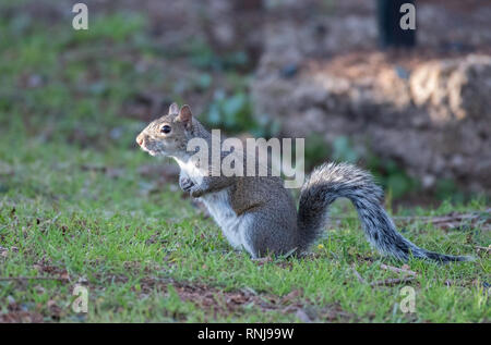 La Louisiane, un écureuil gris Sciurus carolinensis, ressemble d'appréhension (comme d'habitude). Banque D'Images