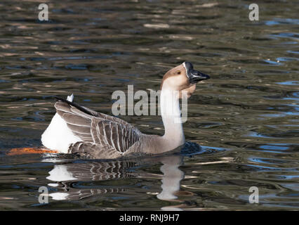 Un Chinois, oie Anser cygnoides, nage dans un étang à canards à Shreveport, Louisiane Banque D'Images