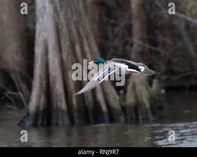 Un canard colvert Canard drake survole un étang à Shreveport, Louisiane Banque D'Images