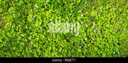 La texture des buissons verts avec de petites fleurs roses et bleus. Banque D'Images