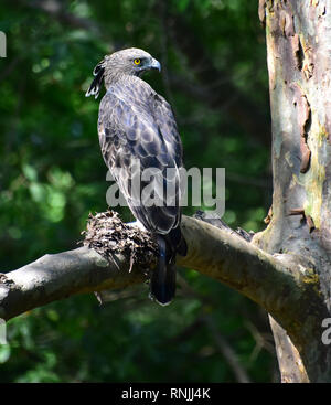 Hawk-changeable, eagle hawk-crested eagle, Nisaetus cirrhatus, oiseau de proie, le Parc National de Kaudulla, Sri Lanka Banque D'Images