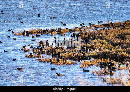 Un groupe de Foulques sur les rives du sud de San Francisco, Californie Banque D'Images