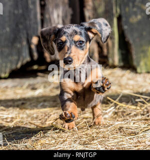 Chiot Teckel miniature Banque D'Images