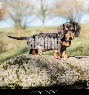 Chiot Teckel miniature Banque D'Images