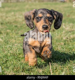 Chiot Teckel miniature Banque D'Images