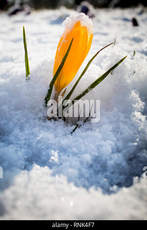 Fleurs crocus jaune émergeant dans lumière du soleil à travers une couverture de neige. Banque D'Images