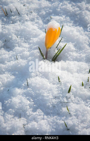 Fleurs crocus jaune émergeant dans lumière du soleil à travers une couverture de neige. Banque D'Images