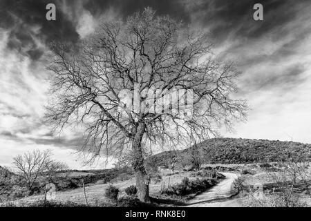 Bel arbre en noir et blanc contre un ciel dramatique dans la campagne de Sienne, Toscane, Italie Banque D'Images