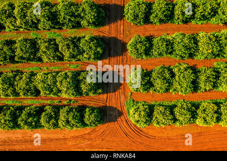 Vue aérienne d'Orangers Plantation. Banque D'Images