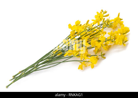 Fleurs genêt isolé sur fond blanc Banque D'Images