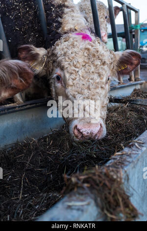 Close up head shot d'une vache Hereford eating hay à partir d'un creux de l'alimentation, l'aspect du portrait Banque D'Images