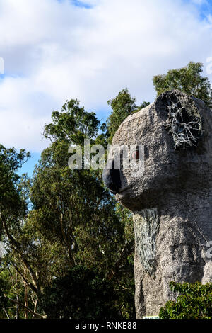 Koala géant, Koala, Dadswells Bridge, Victoria, Australie Banque D'Images