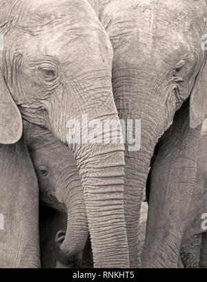 Les éléphants africains avec bébé, l'Addo Elephant Park, Afrique du Sud Banque D'Images