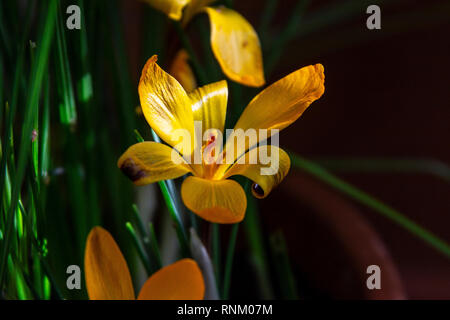 Un chiffon d'or crocus (Crocus angustifolius) Banque D'Images
