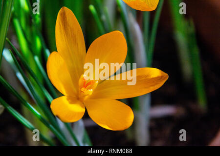 Un chiffon d'or crocus (Crocus angustifolius) Banque D'Images