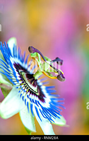 Image en gros plan de la belle fleur de Passiflora caerulea, la passiflore bleue, bluecrown la passiflore ou fleur de la passion commune Banque D'Images