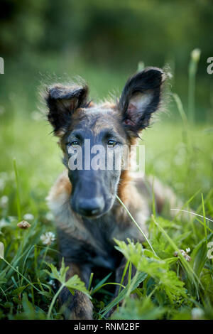 Barzoi, Wolfhound russe. Couché un juvénile pré. portrait. L'Allemagne. Banque D'Images