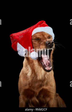 Golden Retriever. Portrait de chien adulte sur un fond noir, le port de Santa Claus hat et de bâiller. Allemagne Banque D'Images