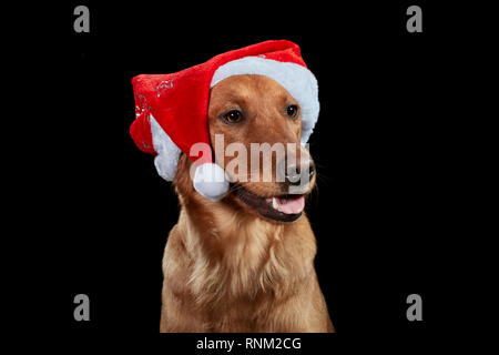 Golden Retriever. Portrait de chien adulte sur un fond noir, wearing Santa Claus hat. Allemagne Banque D'Images