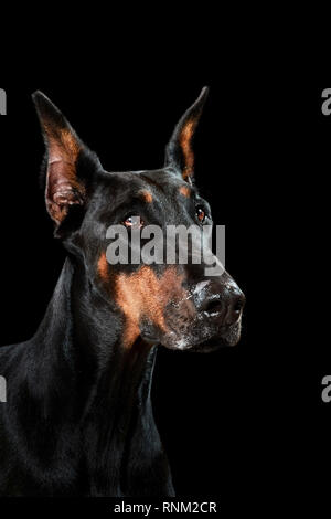 Dobermann. Portrait de chien adulte sur un fond noir. Allemagne Banque D'Images