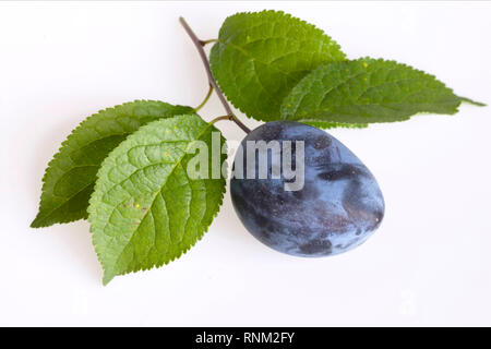 Zwetschge, le prunier (Prunus domestica domestica). Twig avec feuilles et fruits. Studio photo sur un fond blanc. Banque D'Images