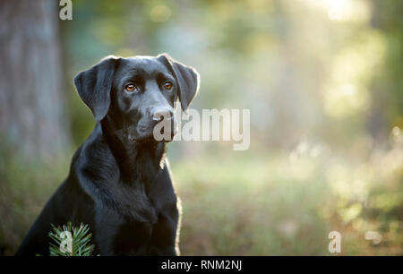 Chien de race mixte (Labrador Retriever x ?). Adultes noir assis dans une forêt. Allemagne Banque D'Images