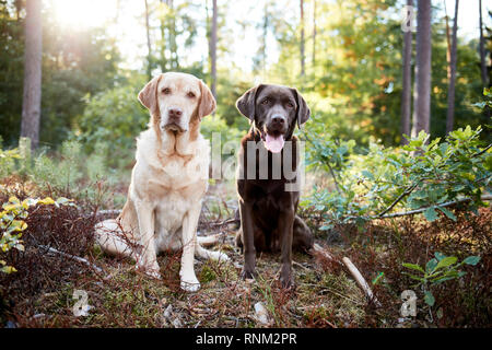 Labrador Retriever. Le jaune et le chocolat des profils assis dans une forêt. Allemagne Banque D'Images