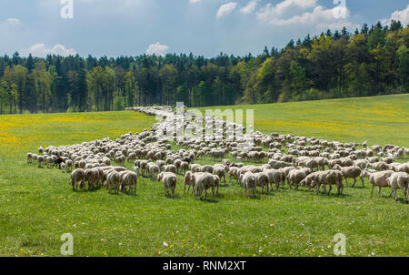 Merino Sheep (Ovis ammon aries). Le pâturage des troupeaux. La Bavière, Allemagne Banque D'Images
