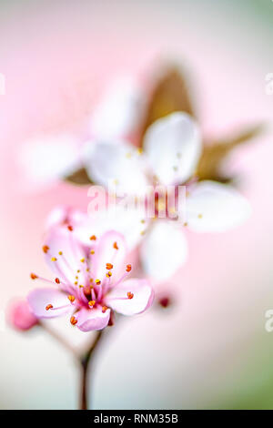 Image de la belle, rose, Fleur de cerisier en fleurs fleurs de printemps Banque D'Images