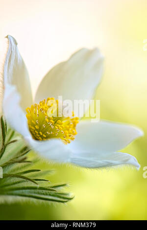 Image en gros plan de la belle fleur du printemps, blanc de Pulsatilla vulgaris 'Alba' la Pasqueflower Banque D'Images