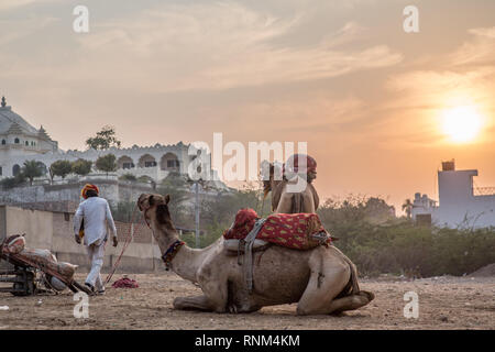 Camp de chameaux au coucher du soleil à Pushkar, Rajasthan. Banque D'Images