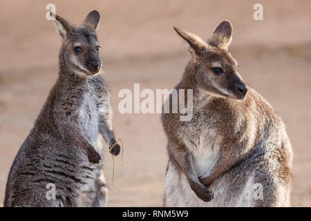 Zoo de Barcelone : Red-necked wallaby (Macropus rufogriseus). Ils vivent dans les forêts sèches, en particulier dans les zones moins denses. La zone de distribution est la co Banque D'Images